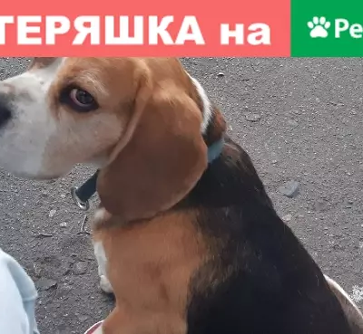 Собака найдена в Бресте, Беларусь