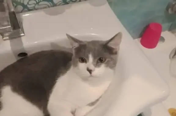 Кошки потеряшки, Калуга, фото: Потеряшка кошка в Калуге, по имени Леонарда (Ляля)