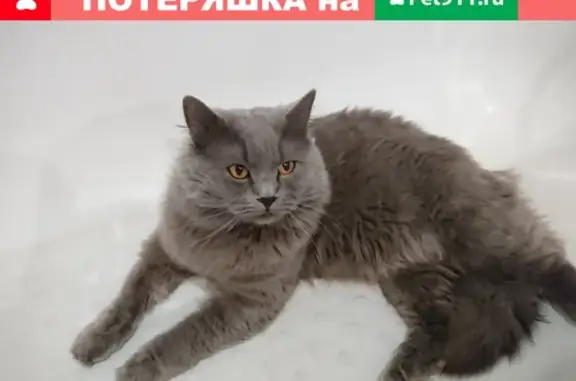 Пропала кошка по адресу Соборный переулок, 79 в Ростове-на-Дону