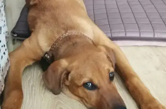 Пропала собака риджбек в Балашихе, район Лесного городка.