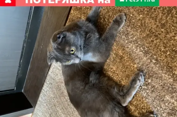 Найдена кошка на ул. Чехова, магазин Стрела