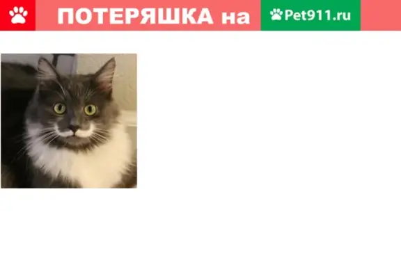 Пропала кошка на улице Орджоникидзе 5, помогите найти!