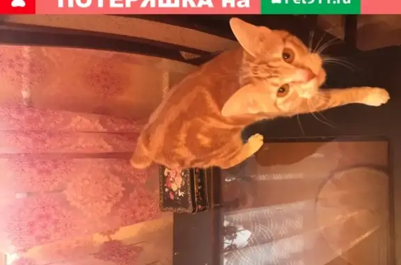 Пропала кошка в Москве, Ясный проезд