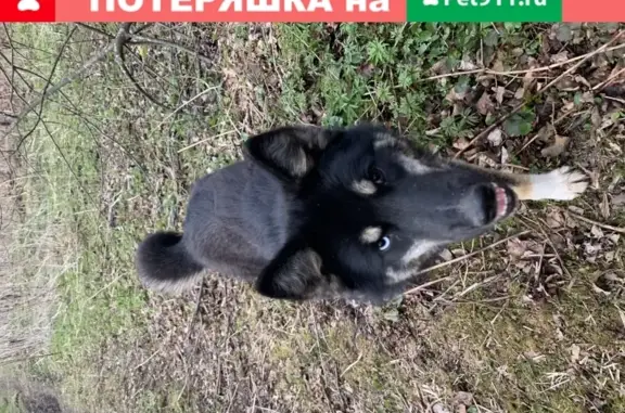 Найден щенок в Пос. Александровка, Наро-Фоминск
