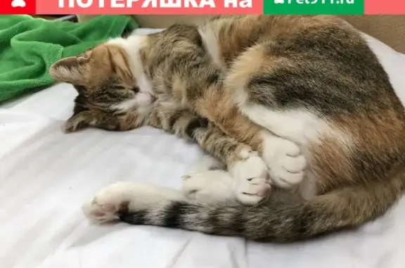 Пропала кошка Мася в Севастополе, Крепостное шоссе СНТ ТСН «Море»