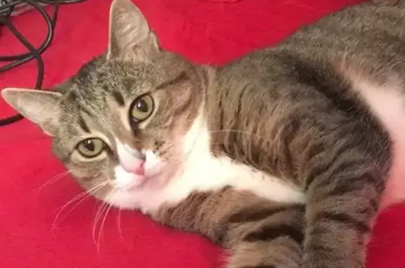 Кошки потеряшки, Ленинградская, фото: Потеряшка кошка Феня, садоводство Литейщик, Васкелово, Ленобласть