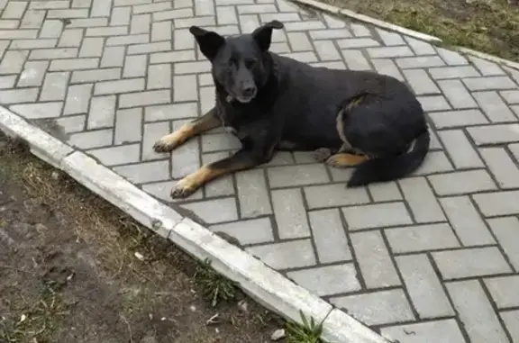 Найдена собака на улице Лескова около магазина Мясной
