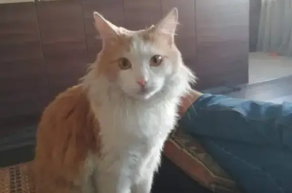 Потерянные животные Барнаул, фото: Пропала кошка в Барнауле на пр. Ленина 111