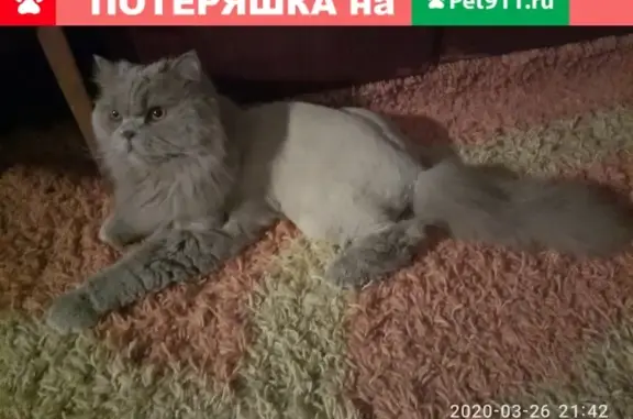 Пропал британский кот на улице Пугачева, 24