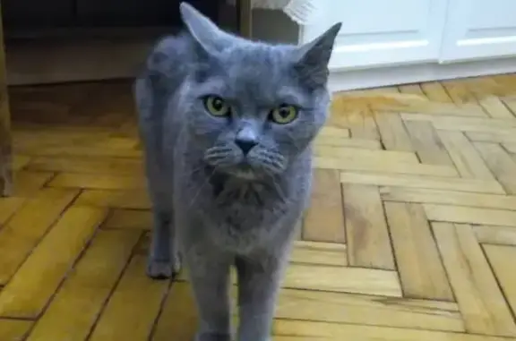Найдена британская кошка в Добром, СПб