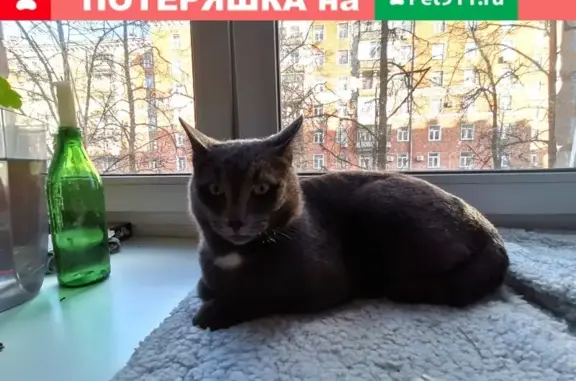 Найдена кошка Кот на Большой Никитской