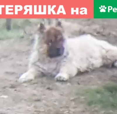 Собака бродит в жк Цветы, Нижний Новгород