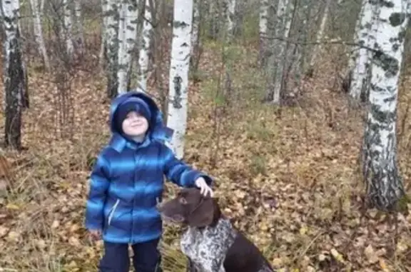 Пропала собака Курцхаар в Репино, Владимирская обл.