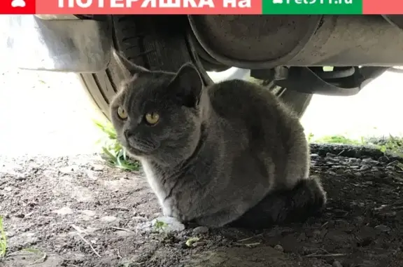 Найдена кошка британской породы на ул. Фрунзе, Краснодар.