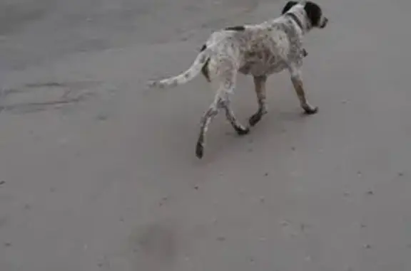 Найдена собака на проспекте Победы, ищет хозяев!