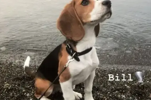 Объявления о пропавших и найденных животных, Владикавказ, фото: Пропала собака Билл, Садовое таварищество 