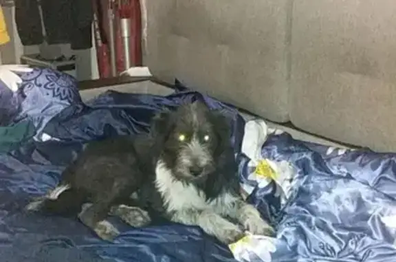 Собаки потеряшки, Нижний Новгород, фото: Потеряшка собака в Нижнем Новгороде, возраст 2 года, порода дворовая.