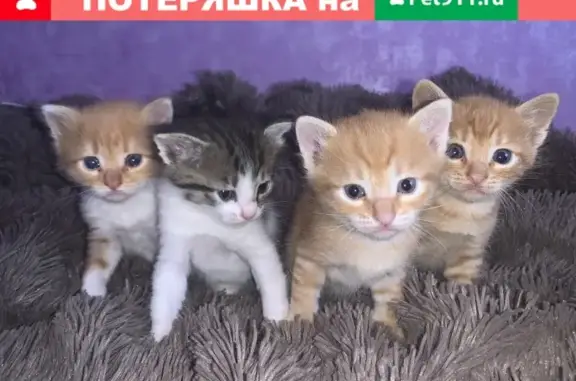 Найдена кошка с котятами во дворе, Волгоград