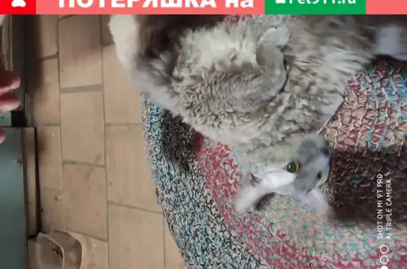 Найдена кошка с красным ошейником в Муромском р-не, Владимирская обл.