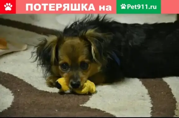 Пропала собака в Макеевке, вознаграждение за находку