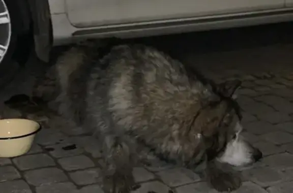 Найдена собака в поселке Цвелодубово, похожа на хаски, серого цвета, глаза одного цвета.