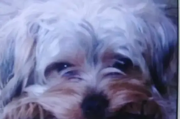 Пропала собака в Барановском без ошейника: помогите найти Лари!