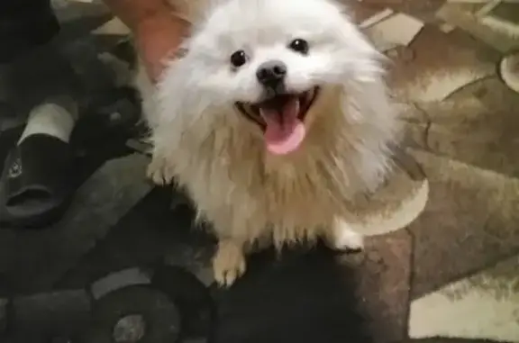 Собака найдена в Горбатовке, Нижний Новгород