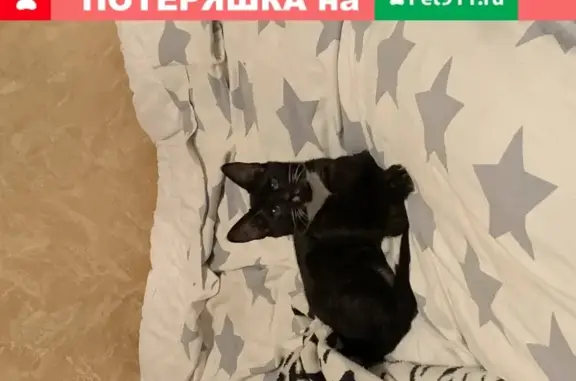 Потерянные животные Ростов-на-Дону, фото: Пропал кот на ул. Водников, дом 24, 27 апреля!