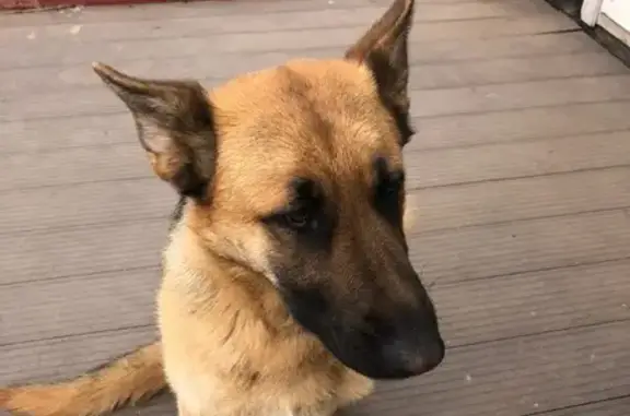 Собака найдена в селе Левково, Московская область