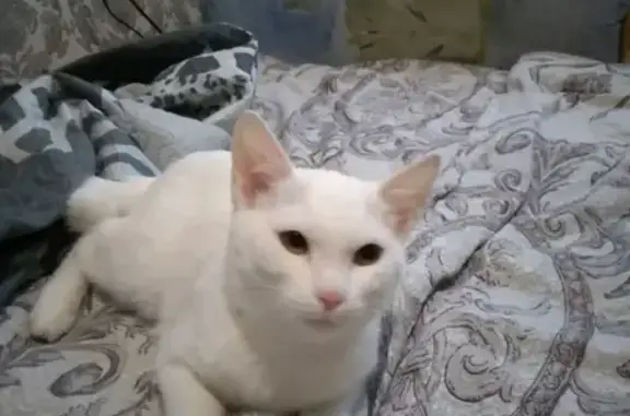 Пропала белая кошка Белка в районе СНТ на МЖК, вознаграждение.