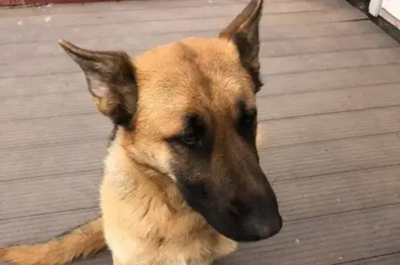 Найдена собака в Ивантеевке, ищем хозяина