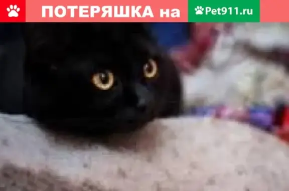 Пропала кошка по адресу в Реутове: ул. Войтовича д.3, подъезд 1.