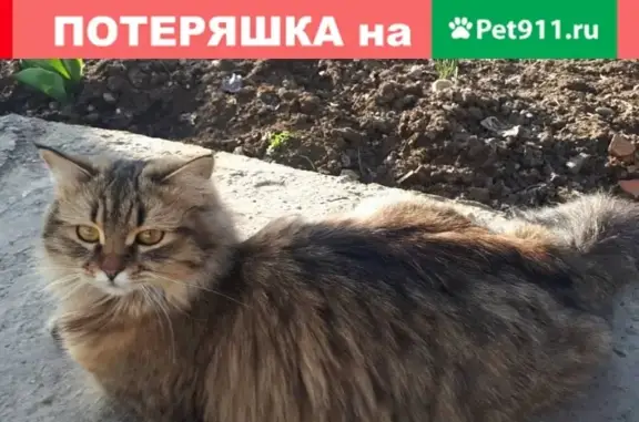 Пропала кошка в Кореновске, Краснодарский край, Россия