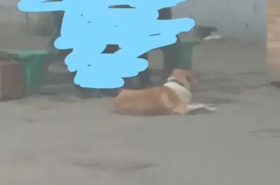 Найдена собака во дворе Кировского района, Самара