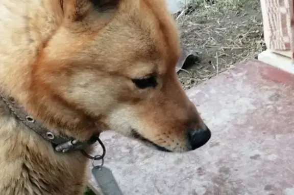Найдена собака в селе Прохладное, Приморский край