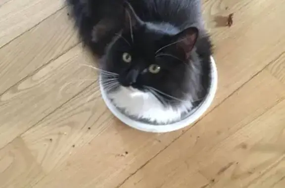 Кошки потеряшки, Альметьевск, фото: Потеряшка кошка Мурзик в деревне Красноармейка, ул. Красноармейка 43