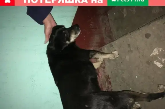 Потерянная собака с ошейником в Йошкар-Оле