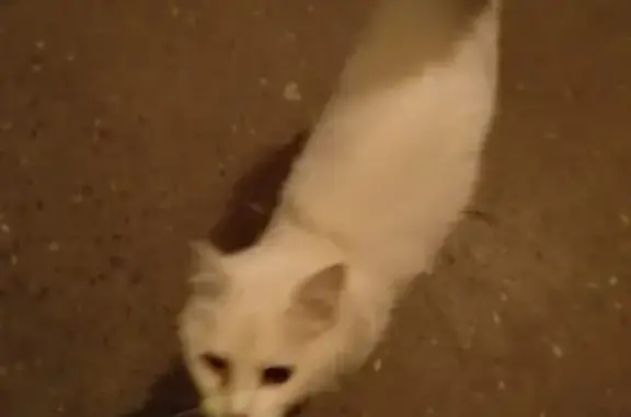 Кошка с ошейником найдена в Обнинске
