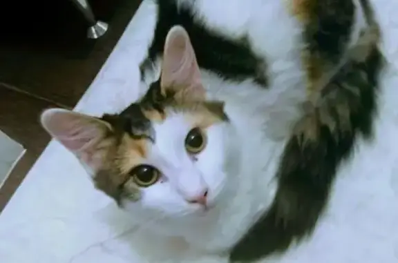 Кошки потеряшки, Санкт-Петербург, фото: Потеряшка кошка на улице Савушкина, СПб