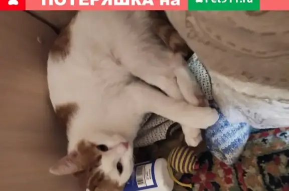 Кошки потеряшки, Набережные Челны, фото: Потеряшка кошка Васька в Набережных Челнах