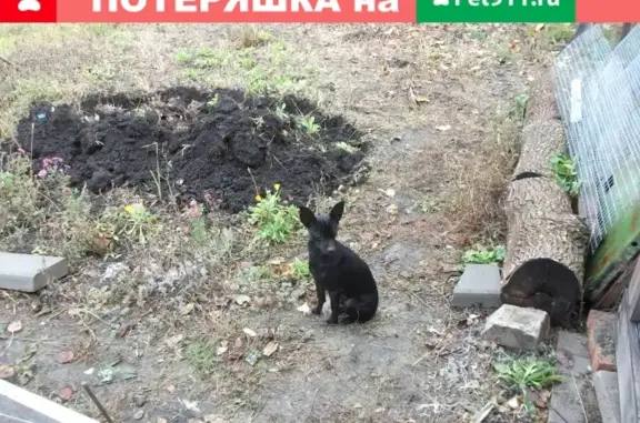 Потерянные животные Саратов, фото: Пропала собака в Багаевке, Саратовская обл.