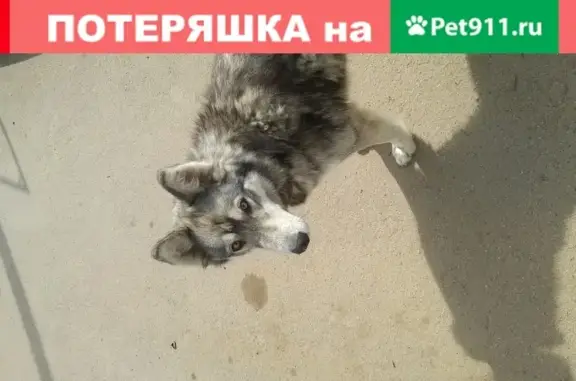 Найдена собака на заправке ЯТК, Ярославская обл.