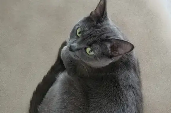 Кошки потеряшки, Тюмень, фото: Потеряшка кошка на улице Шишкова, 11А