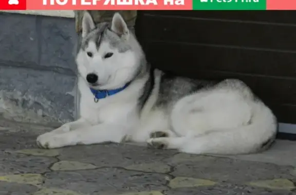 Пропала собака породы Хаски в Джубге-Лермонтово, вознаграждение!