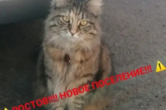 Пропала кошка Симона на ул. 12 Февраля, Ростов-на-Дону