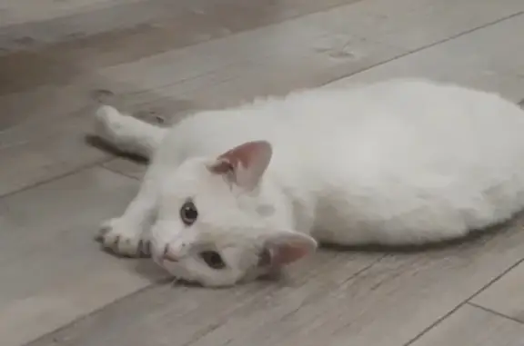 Найдена кошка Котёнок с ошеником и раной в Ставрополе