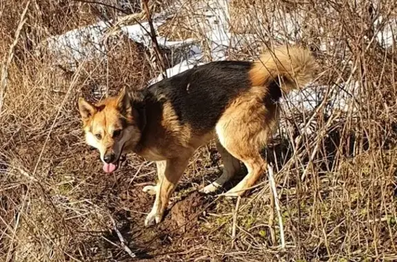 Пропала собака в д. Захарово, Московская область