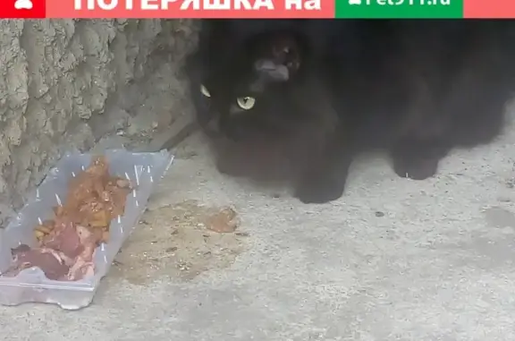 Найдена кошка на улице Барские пруды, дом 7