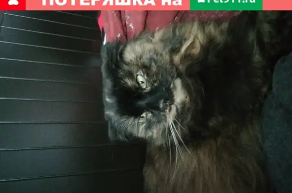 Найдена кошка в Верхней Пышме на ул. Орджоникидзе