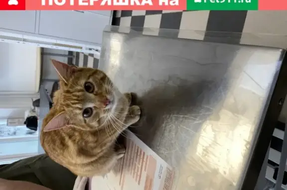Ласковый кот найден возле метро Динамо